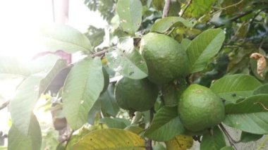 Dalda sallanan guava meyveleri.