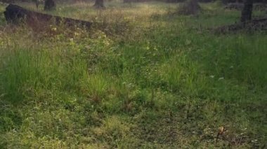 Sabahın erken saatlerinde kırsal arazide çayır manzarası.