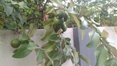 Dalda sallanan guava meyveleri.