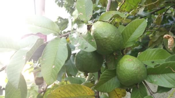 Krukväxt Guava Frukter Hängande Grenen — Stockvideo