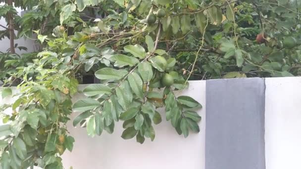 Frutos Guayaba Planta Interior Que Cuelgan Rama — Vídeo de stock
