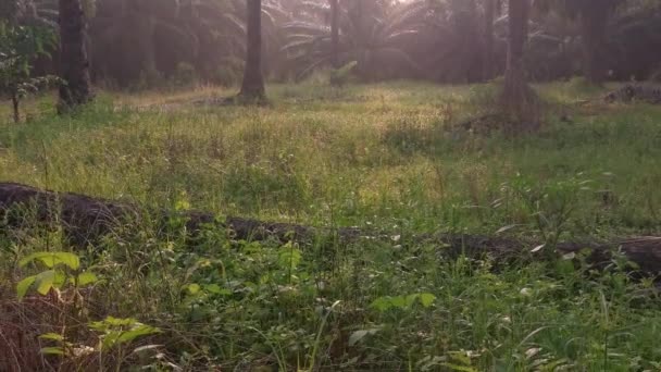 Vroege Ochtend Weide Scene Plantage Platteland — Stockvideo