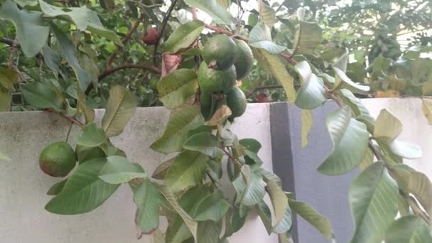 Dalda Sallanan Guava Meyveleri — Stok video