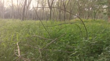 Plastik konutların kırsal kesiminde çayır manzarası