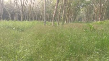 Plastik konutların kırsal kesiminde çayır manzarası