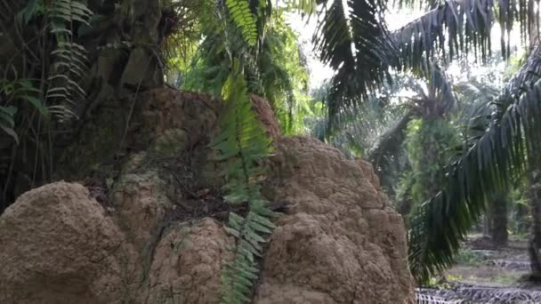 Enorme Nido Termitas Montículo Colina Encontrado Por Tronco Palmera — Vídeo de stock