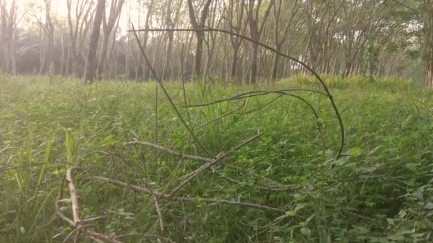 橡胶园乡村的草地景观 — 图库视频影像