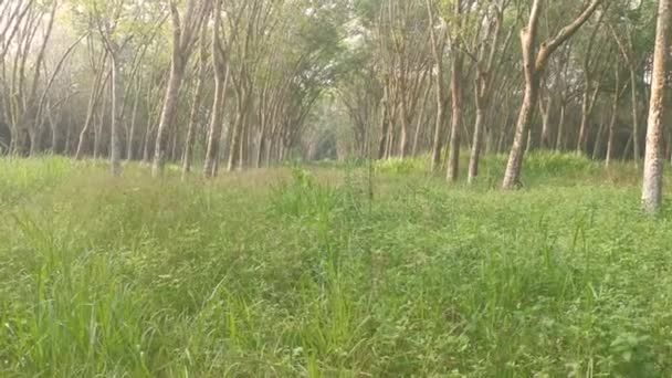 Escena Del Prado Finca Caucho Campo — Vídeos de Stock