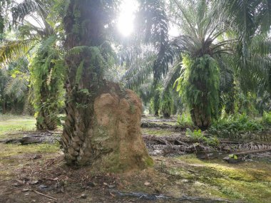 Palmiye ağacının gövdesinde kocaman bir karınca yuvası bulundu..