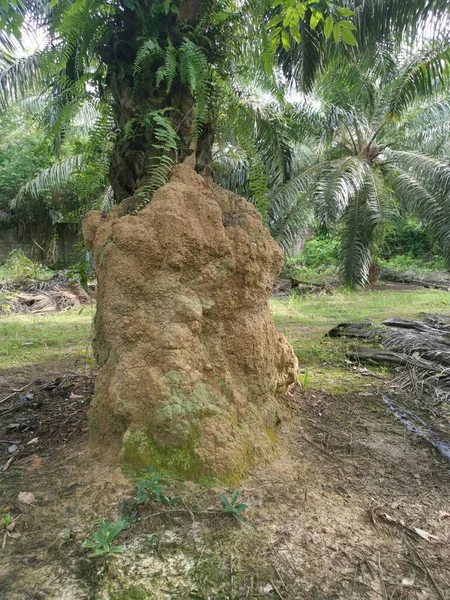 Ogromne Termitowe Gniazdo Wzgórzu Znalezione Przy Pniu Palmy — Zdjęcie stockowe