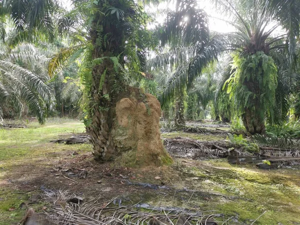 Huge Termite Mound Hill Nest Found Palm Tree Trunk — Stock Photo, Image