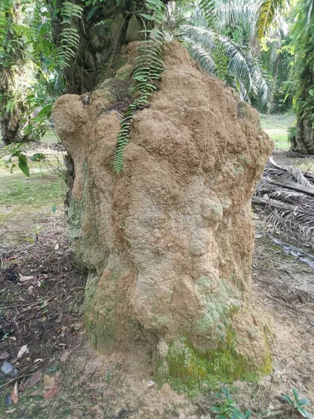 Énorme Termite Monticule Colline Nid Trouvé Par Tronc Palmier — Photo