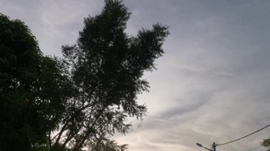 Sabah güneşi yol boyunca yapraklara vuruyor..