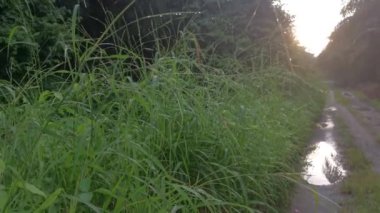 Sabah güneşi yol boyunca yapraklara vuruyor..