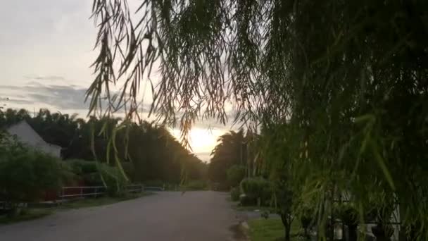Morgensonne Flattert Gegen Das Laub Wegesrand — Stockvideo
