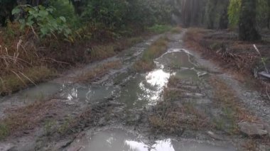 Sabah güneşi yol boyunca yapraklara vuruyor..