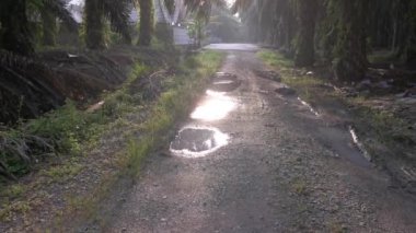 Sabah güneşi yol boyunca yapraklara vuruyor..