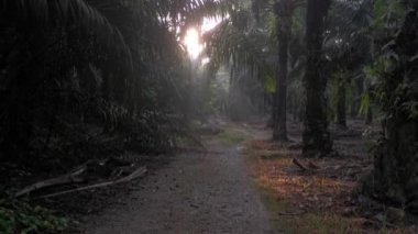 Sabah güneşi yol boyunca yapraklara vuruyor..