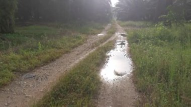 Sabah güneşi yol boyunca yapraklara vuruyor..