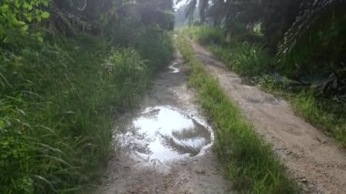 Sabah güneşi yol boyunca yapraklara vuruyor..