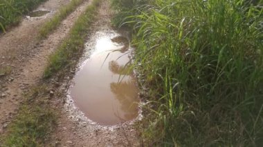 Sabah güneşi yol boyunca yapraklara vuruyor..