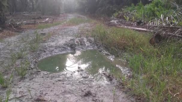 Éruption Soleil Matinale Contre Feuillage Long Sentier — Video