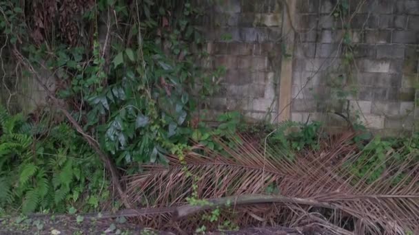 Hoge Betonnen Muur Barrière Van Inbraak Eigendom — Stockvideo