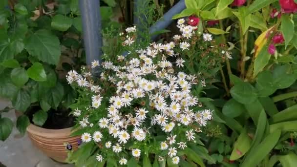 白いシンフォトリクム ノヴィ ベルギーの花の群生 — ストック動画