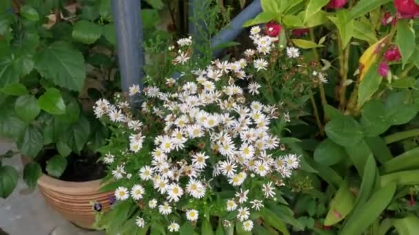 Cluster White Symphyotrichum Novi Belgii Flower — Stockvideo