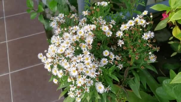 Cluster White Symphyotrichum Novi Belgii Flower — Stockvideo