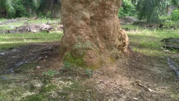 Огромное Гнездо Термитном Холме Найденное Ствола Пальмы — стоковое видео