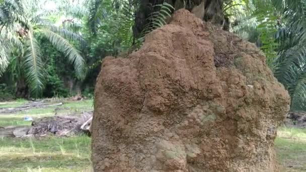 Énorme Termite Monticule Colline Nid Trouvé Par Tronc Palmier — Video