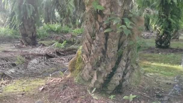 Огромное Гнездо Термитном Холме Найденное Ствола Пальмы — стоковое видео