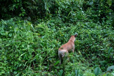 Kalın çalılıklarda yürüyen başıboş bir köpek..