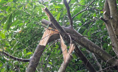 Ağacın tepesinde kırık bir dal.