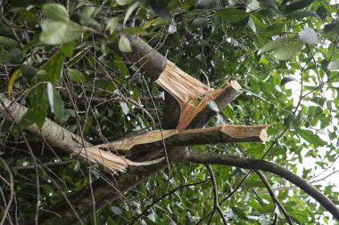 Ağacın tepesinde kırık bir dal.