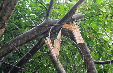 Ağacın tepesinde kırık bir dal.