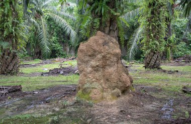 Palmiye ağacının gövdesinde kocaman bir karınca yuvası bulundu..