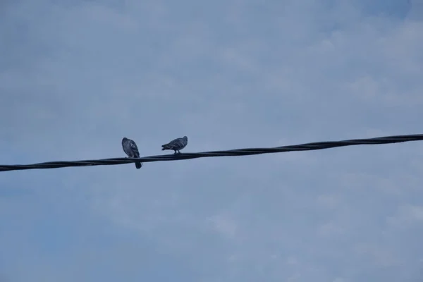 Zwei Tauben Auf Dem Stromkabel Der Straße Hocken — Stockfoto