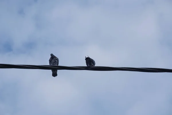 Two Pigeons Perching Street Electric Pole Cable — Stock Photo, Image