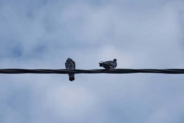 Dois Pombos Empoleirados Cabo Elétrico Pólo Rua — Fotografia de Stock