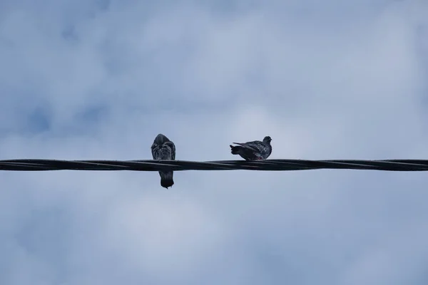 Güvercin Sokak Elektrik Direğine Tünemiş — Stok fotoğraf