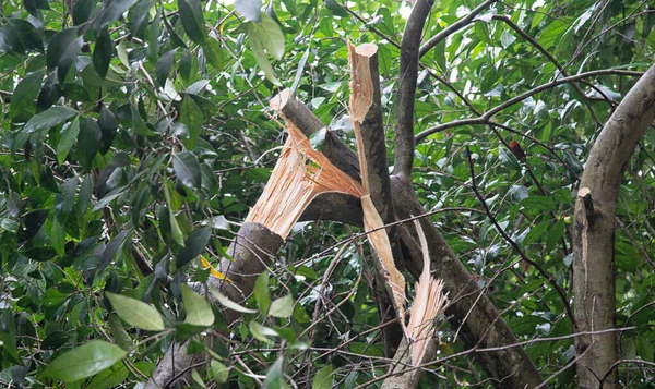 Ağacın tepesinde kırık bir dal.