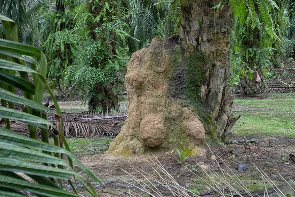 Enorme Nido Termitas Montículo Colina Encontrado Por Tronco Palmera — Foto de Stock