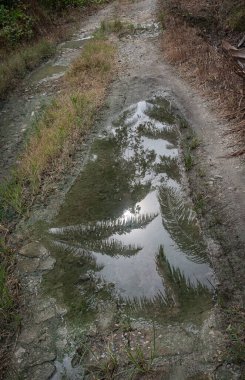 Kırsal yol boyunca yansıtıcı su birikintisi