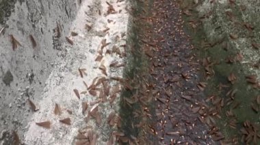 Alates termit kanatlı böcek sürüsü.. 