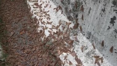 Alates termit kanatlı böcek sürüsü.. 