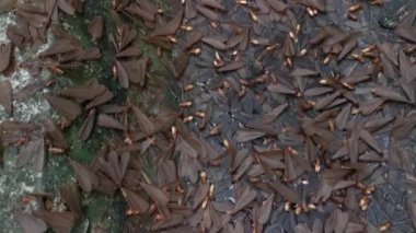 Alates termit kanatlı böcek sürüsü.. 