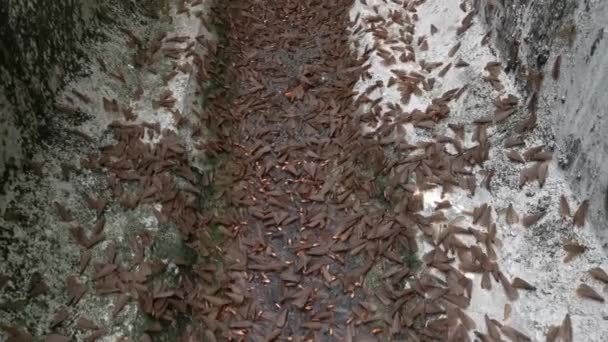 Essaim Alates Termite Insecte Ailé — Video