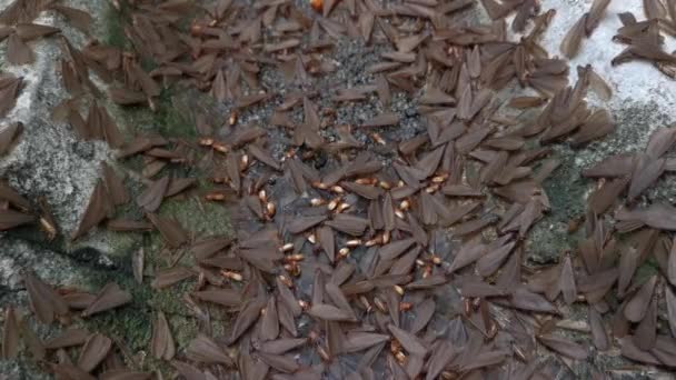 Enjambre Del Insecto Alado Termitas Alates — Vídeo de stock